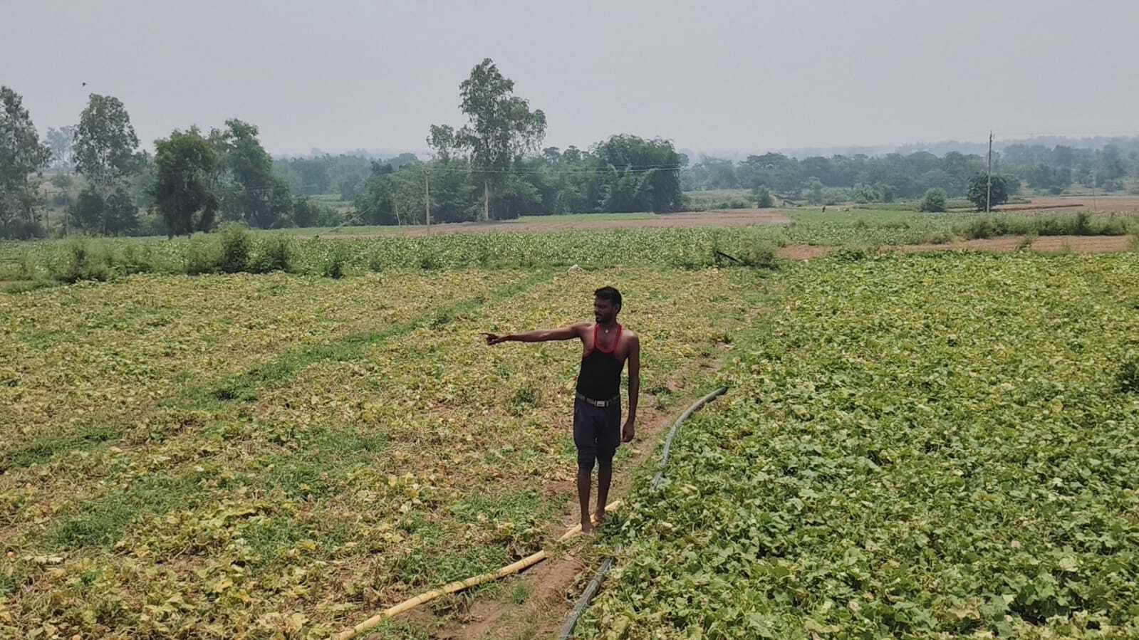 Giridih News :आंधी-पानी व ओलावृष्टि से किसानों को नुकसान