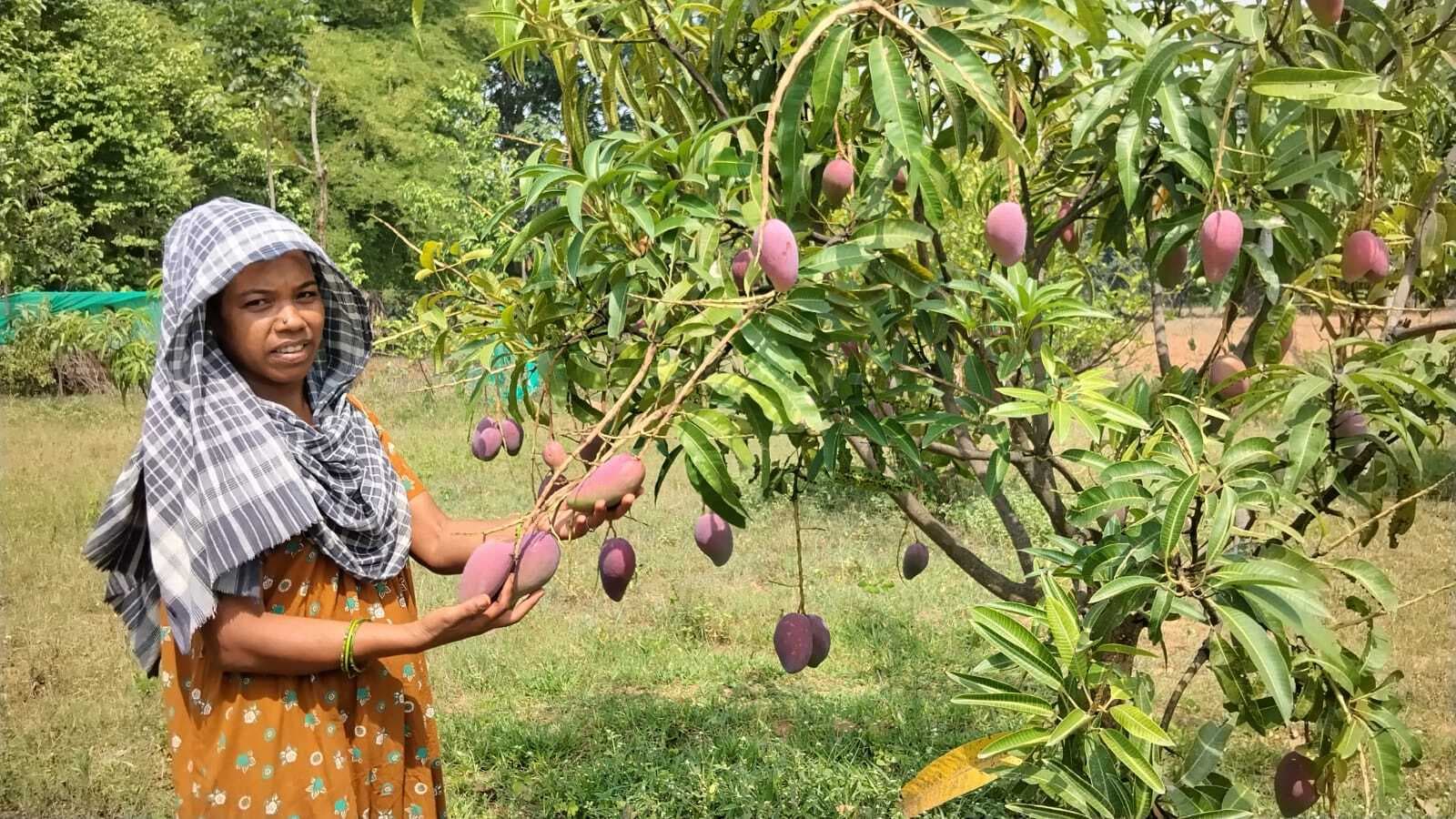 मियाजाकी आम लगाकर चर्चित हो गयी हैं सिलप्रिया तोपनो