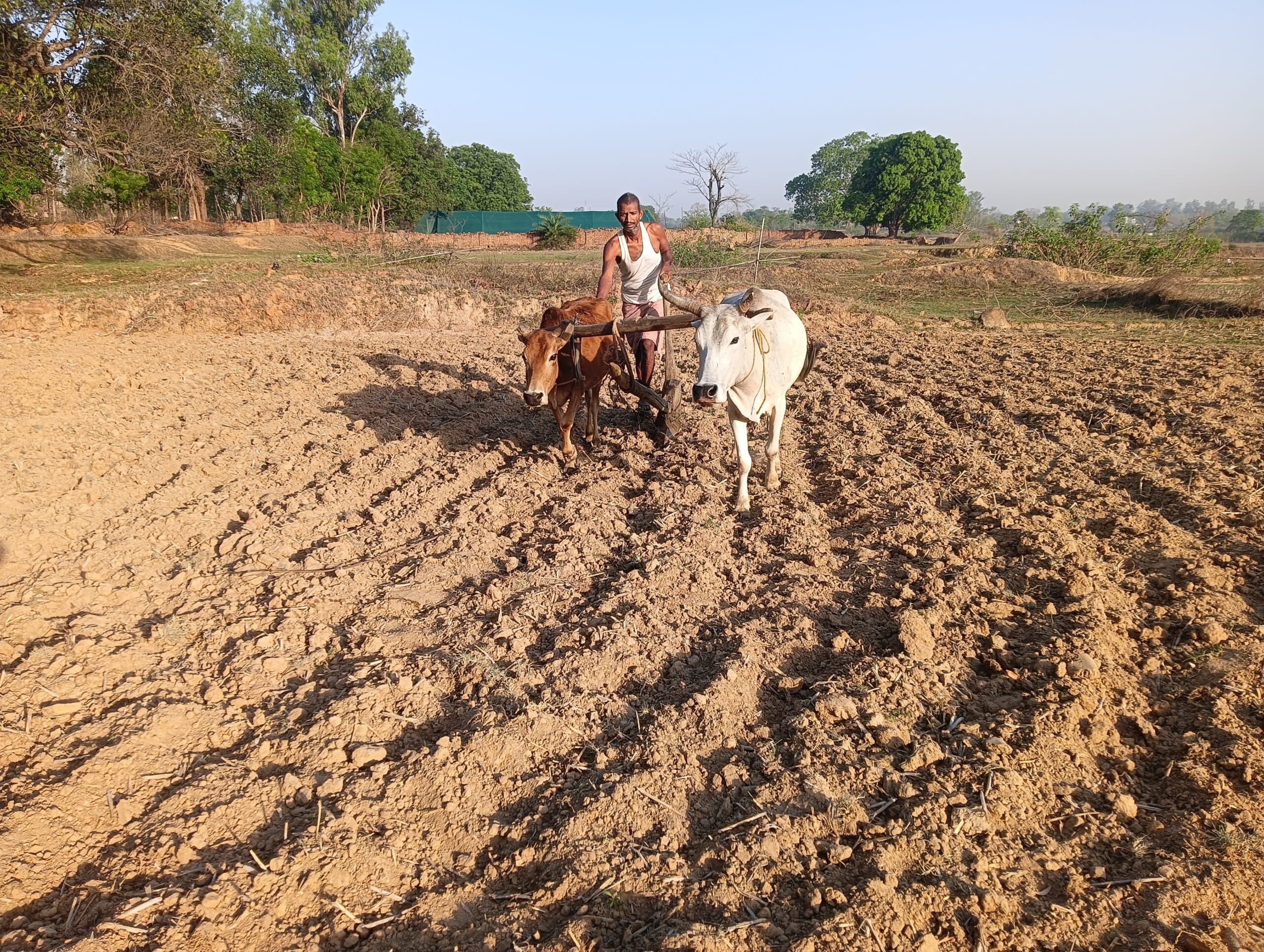 Giridih News :रोहिणी नक्षत्र आज से, खेती की तैयारी में जुटे किसान