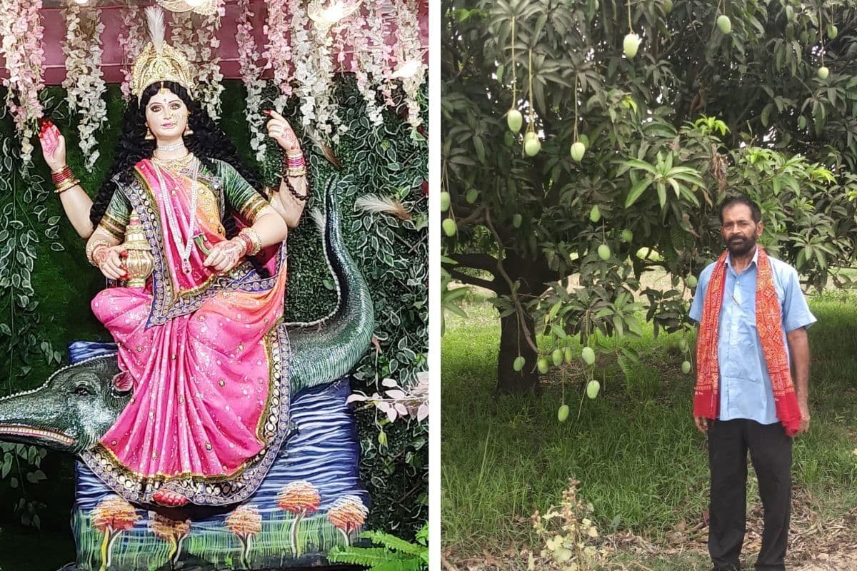 सुलतानगंज का जर्दालु आम बना देश-दुनिया की पहली पसंद, राष्ट्रपति भवन से विदेशों तक बढ़ी डिमांड