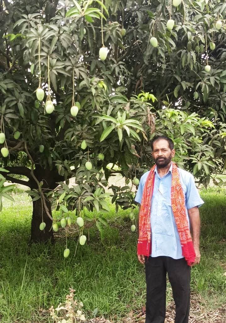 Bhagalpur news सुलतानगंज का जर्दालु आम आकार, स्वाद व सुगंध में खास