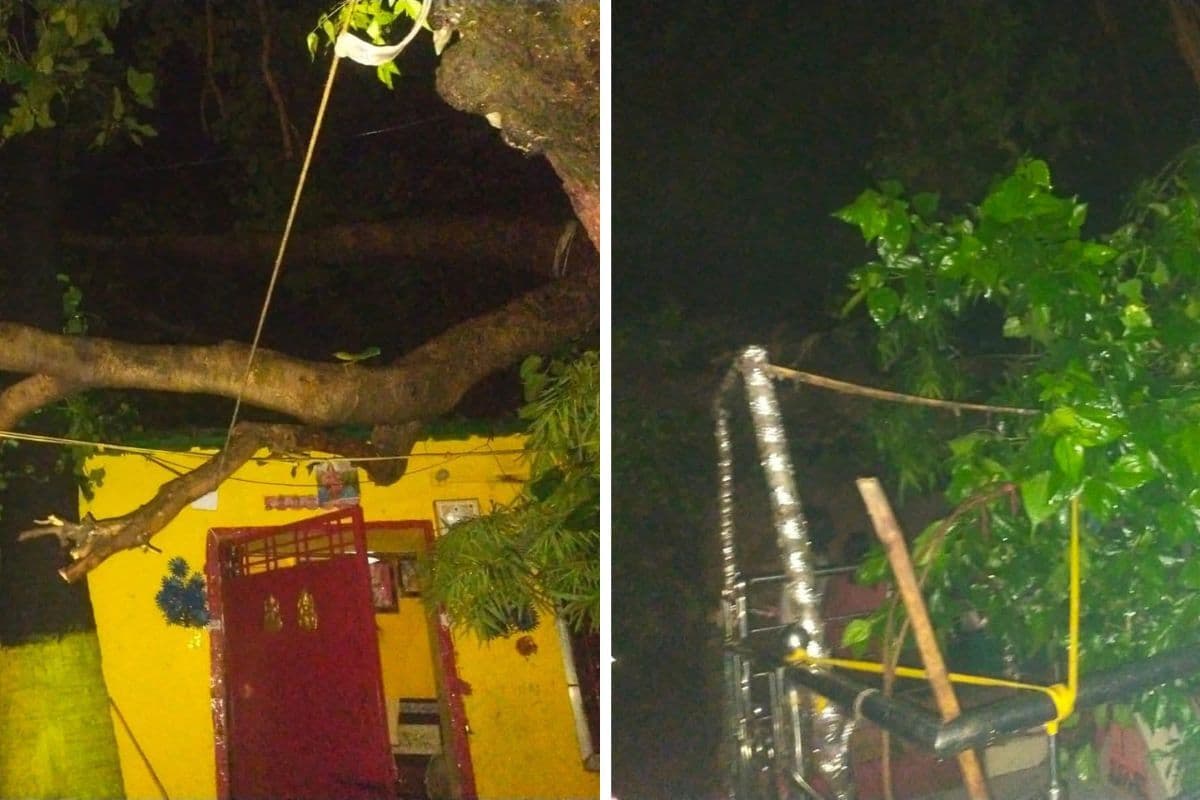 इस्माइलपुर में आम का पेड़ गिरने से 60 वर्षीया महिला की मौत