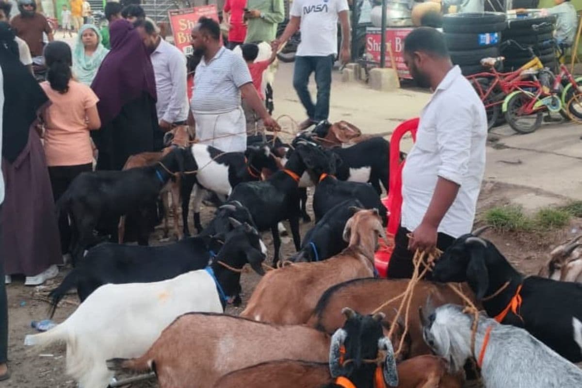 बांका के हाटों में देसी बकरों की जबरदस्त डिमांड, 35 हजार तक पहुंचे दाम