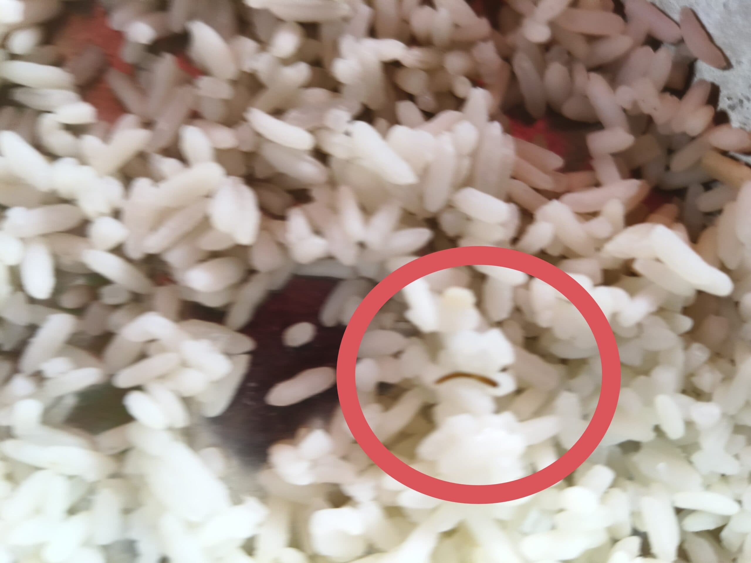 मिड-डे मील के चावल में निकला कीड़ा, हंगामा