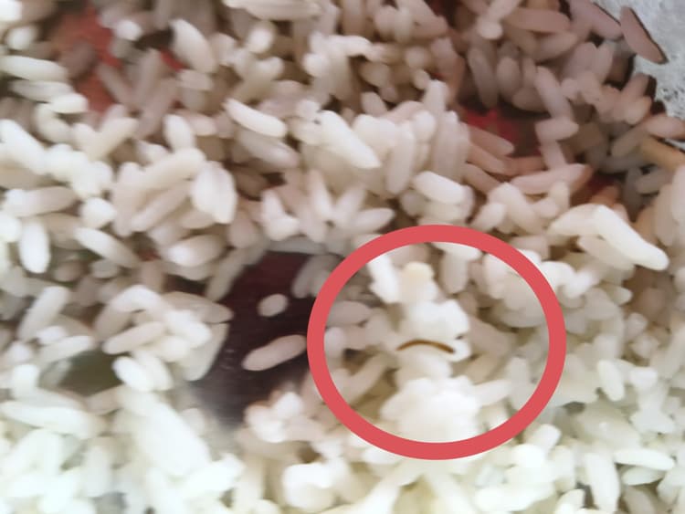 मिड-डे मील के चावल में निकला कीड़ा, हंगामा