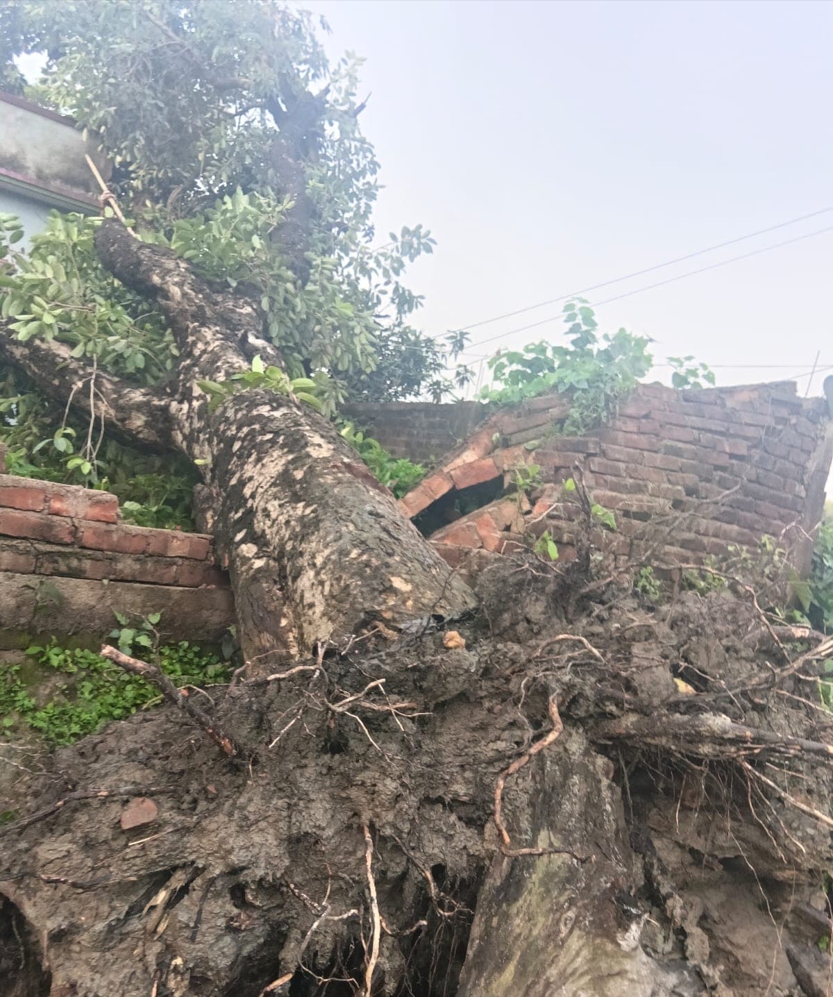 तेज आंधी-तूफान व बारिश से बेलवा पंचायत में भारी तबाही