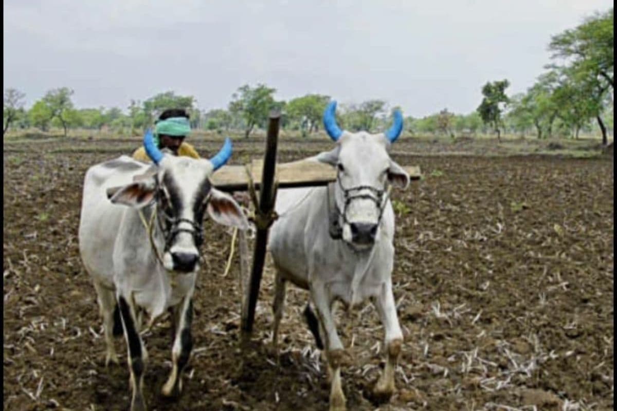 रोहणी ने धरती को भीगोया, खेतों की नमी देख लहलहा उठा किसानों का मन, बंपर पैदावार की उम्मीद