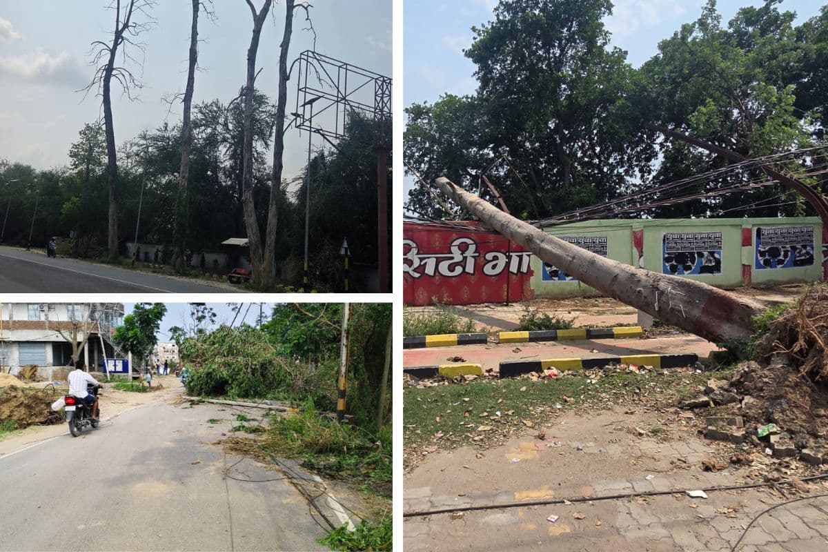 भागलपुर में 60 घंटे बाद भी बिजली तार पर लटका है विशाल पेड़, क्या बड़े हादसे का इंतजार कर रहा सिस्टम?