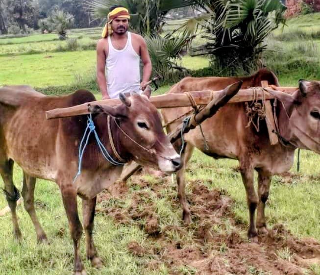 कुड़मी समुदाय ने रोहन पर्व के साथ शुरू किया कृषि कार्य