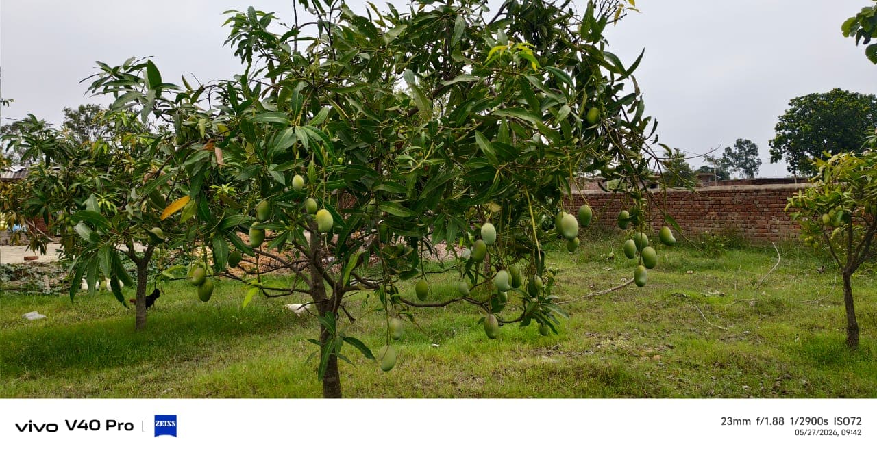 Giridih News :किसानों के लिए वरदान साबित हो रही बिरसा मुंडा आम बागवानी