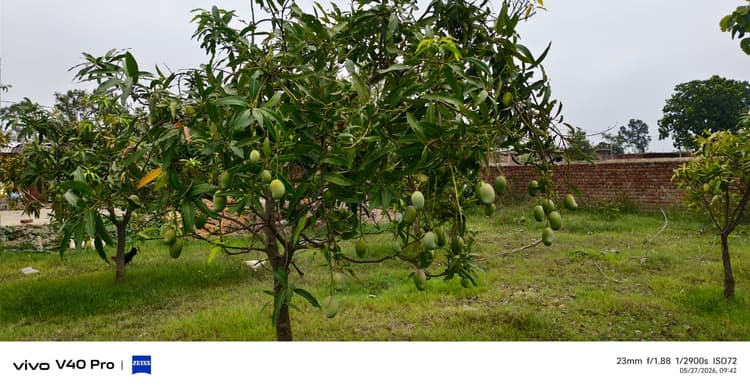 Giridih News :किसानों के लिए वरदान साबित हो रही बिरसा मुंडा आम बागवानी