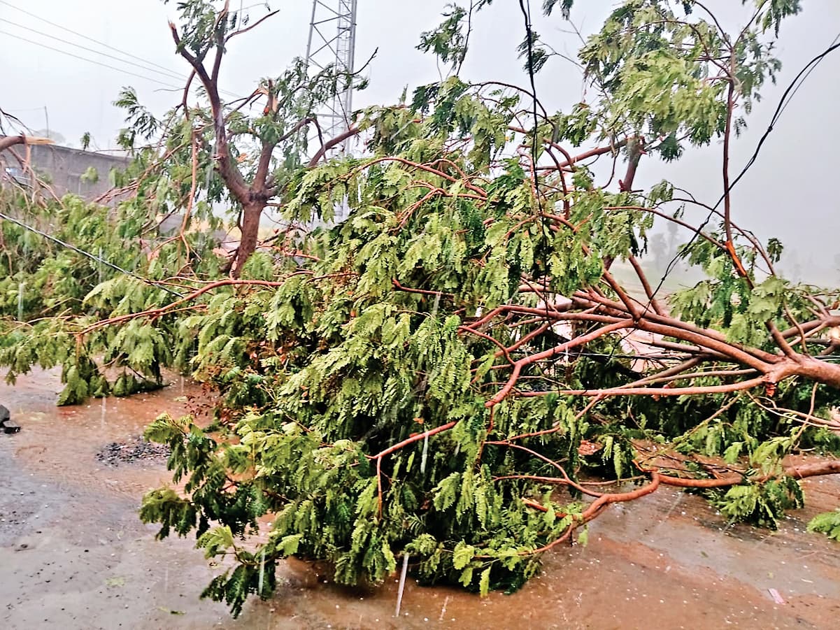 Sambalpur News: अनुगूल के आठमल्लिक में घर पर गिरा पेड़, महिला की दबकर मौत