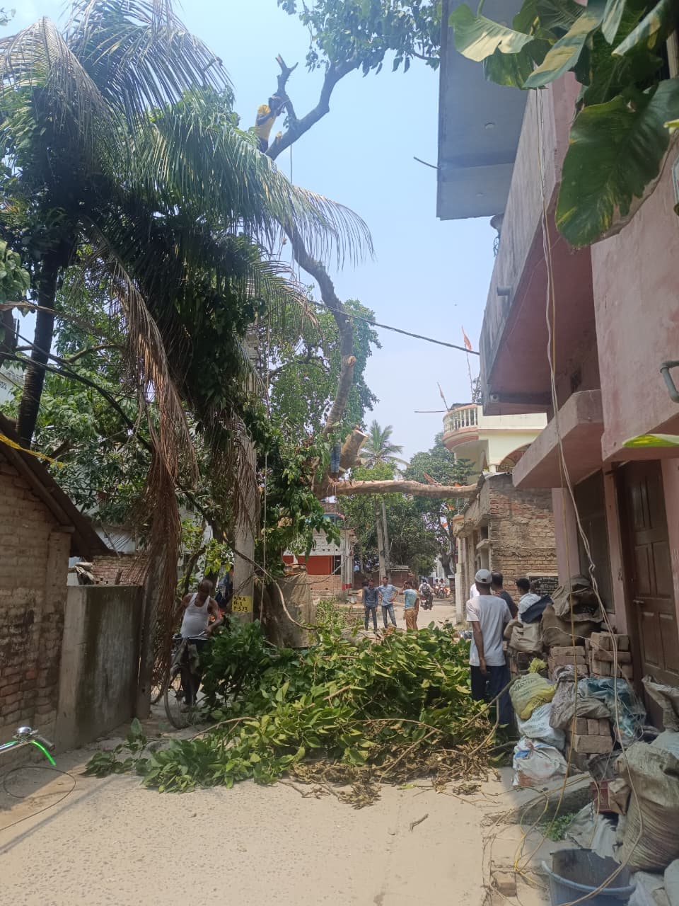 प्रभात इंपैक्ट, विभाग की टूटी नींद,तार पर गिरे पेड़ को बिजली विभाग ने हटाया आवागमन हुआ सुगम
