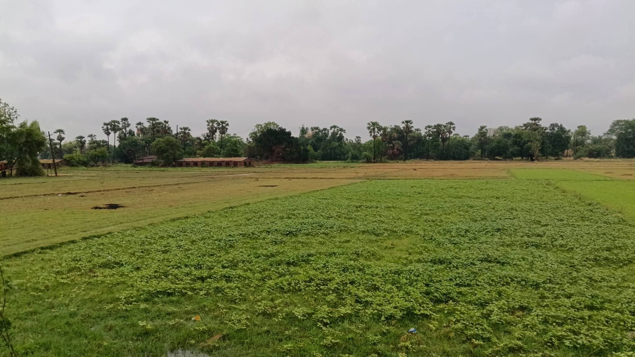 तेज आंधी और बारिश से किसानों को भारी नुकसान