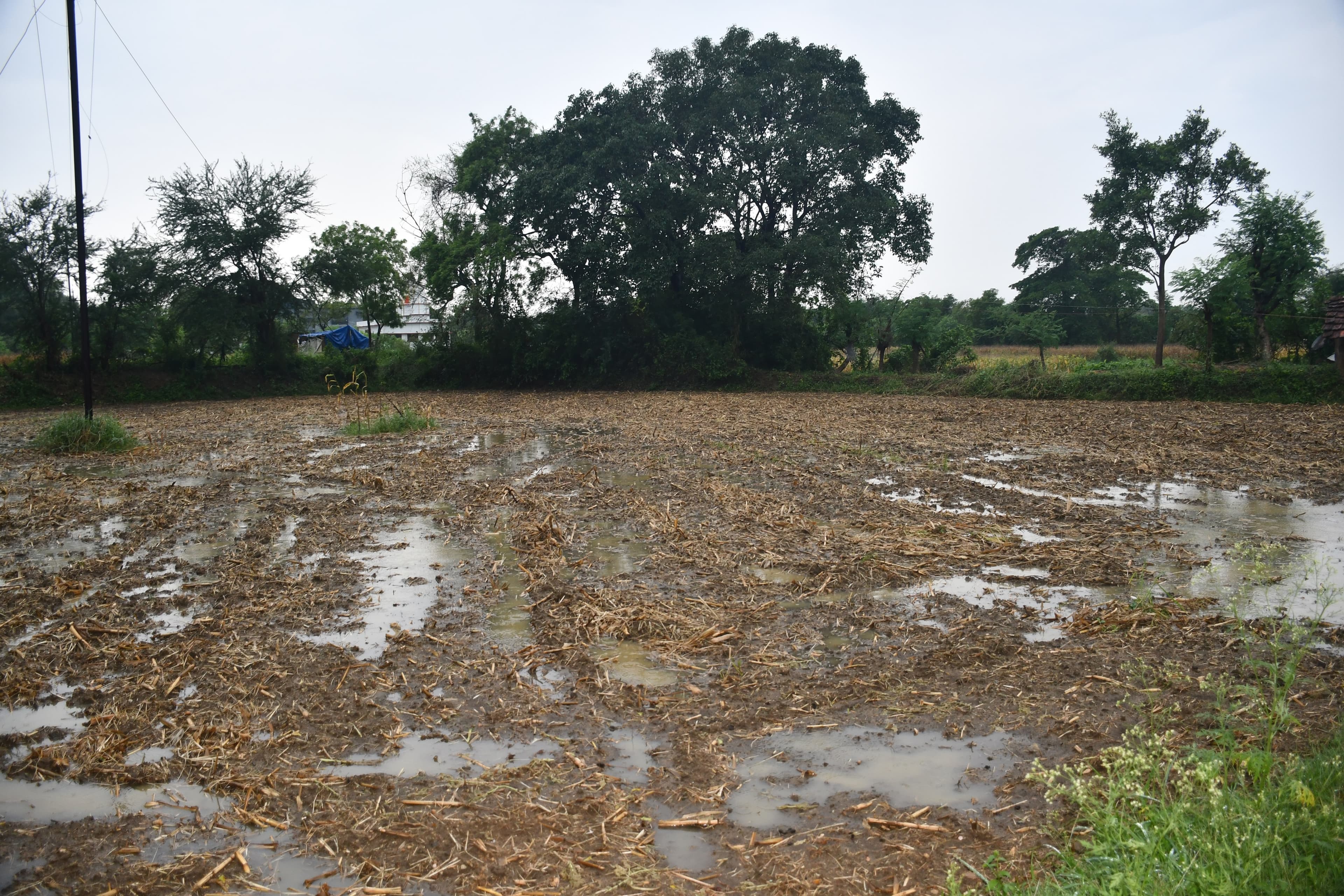 Bokaro News : नौतपा में बारिश खेती के नहीं है अच्छा