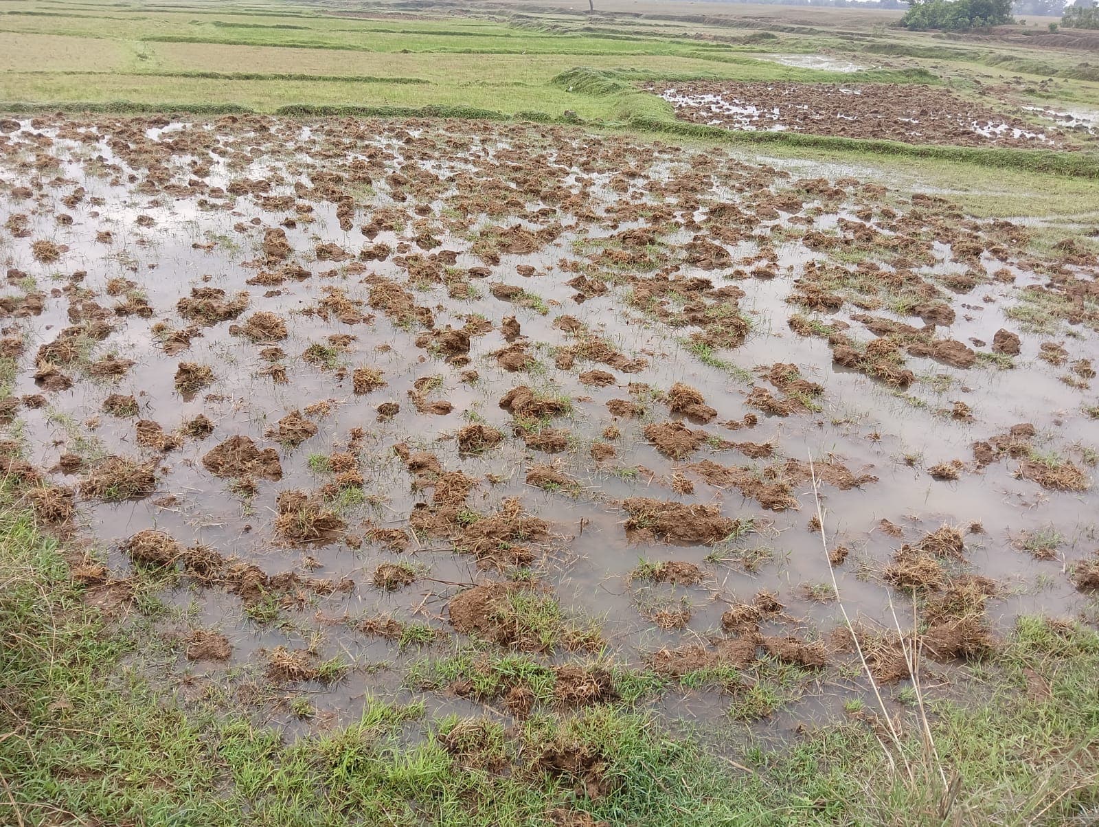 बेमौसम बारिश ने रोकी धान रोपनी की रफ्तार, किसान चिंतित