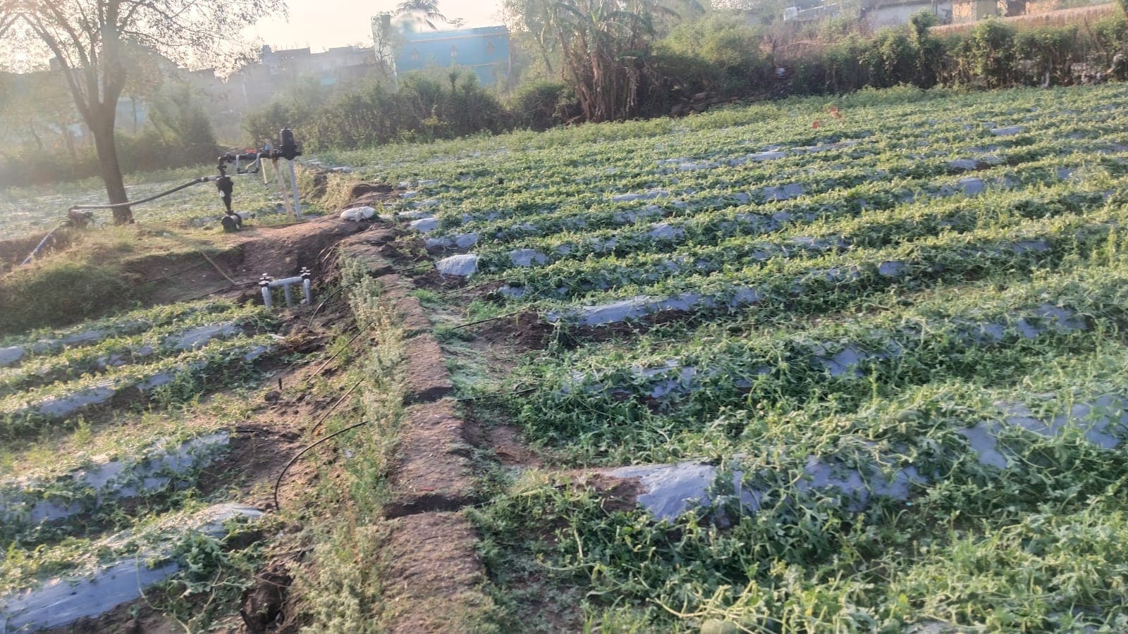 Giridih News  :ओलावृष्टि में फसलें हुईं प्रभावित, किसानों को मुआवजे की आस