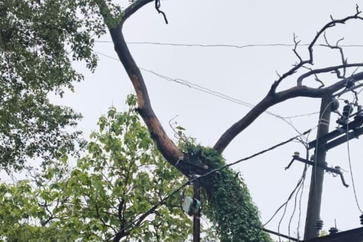 सड़क किनारे खड़ा सूखा विशालकाय पेड़ बना खतरा, कभी भी हो सकता है बड़ा हादसा