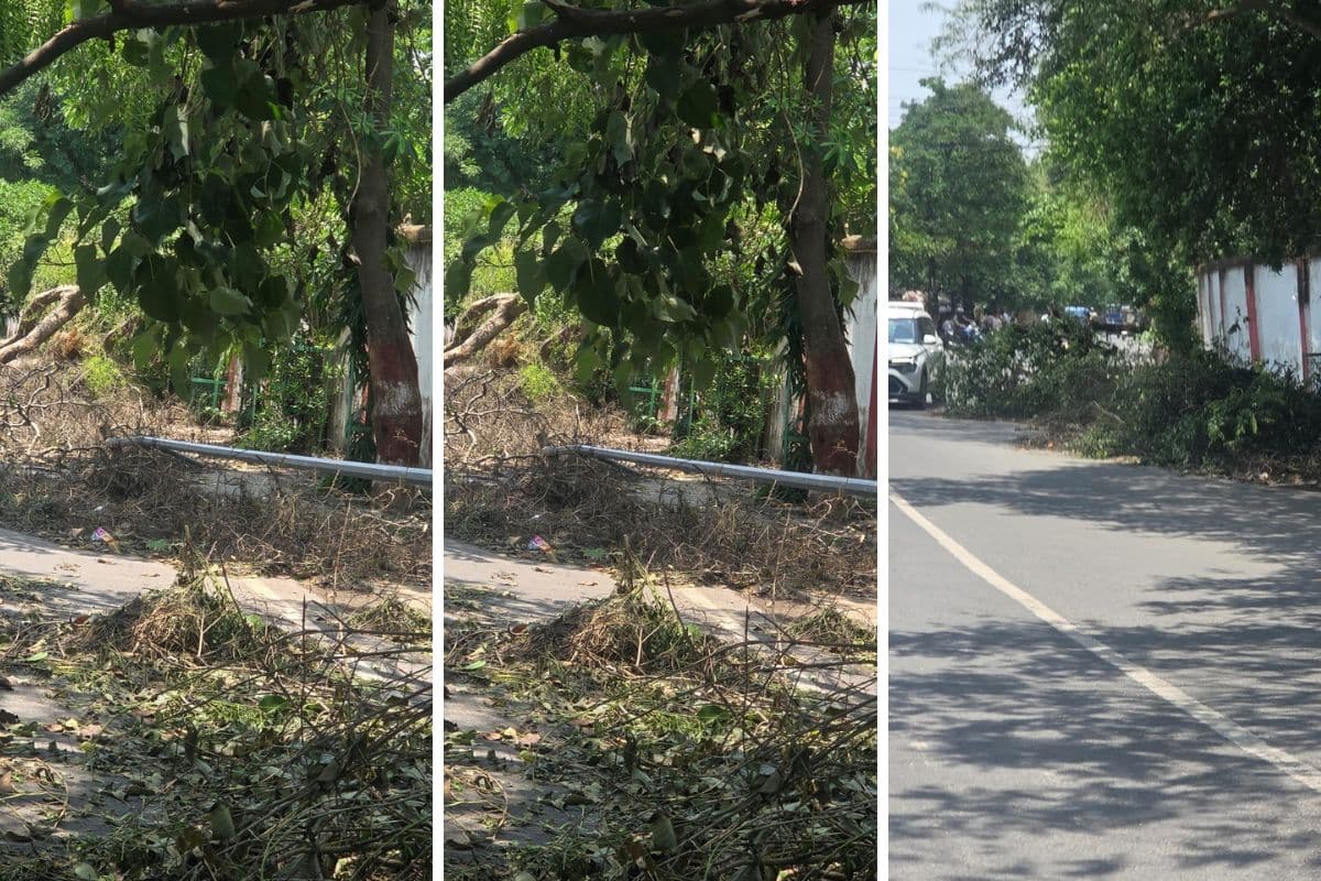 भागलपुर में तूफान तो छह दिन पहले ही चला गया, पर सड़कों पर गिरे पेड़ को अब तक नहीं हटाया