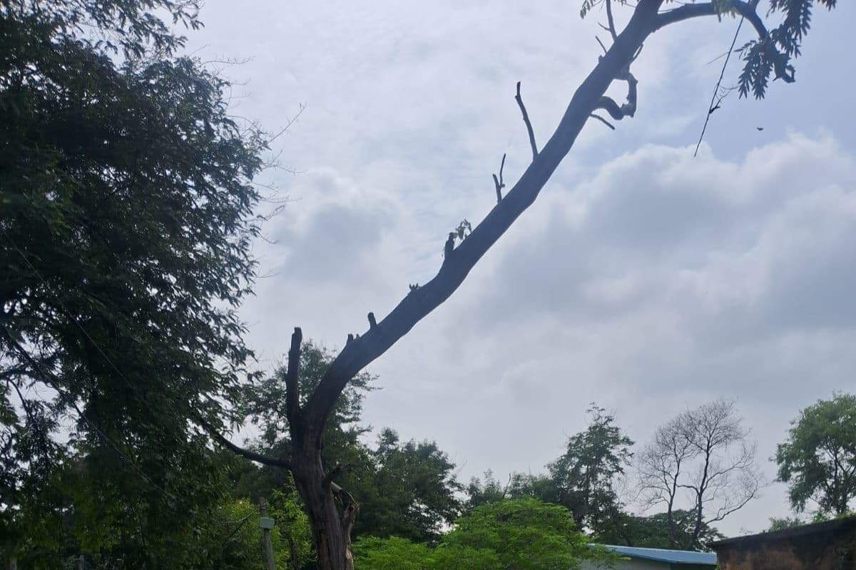 शंभुगंज की सड़क पर मंडरा रहा खतरा, सूखा पेड़ कब गिर जाये पता नहीं