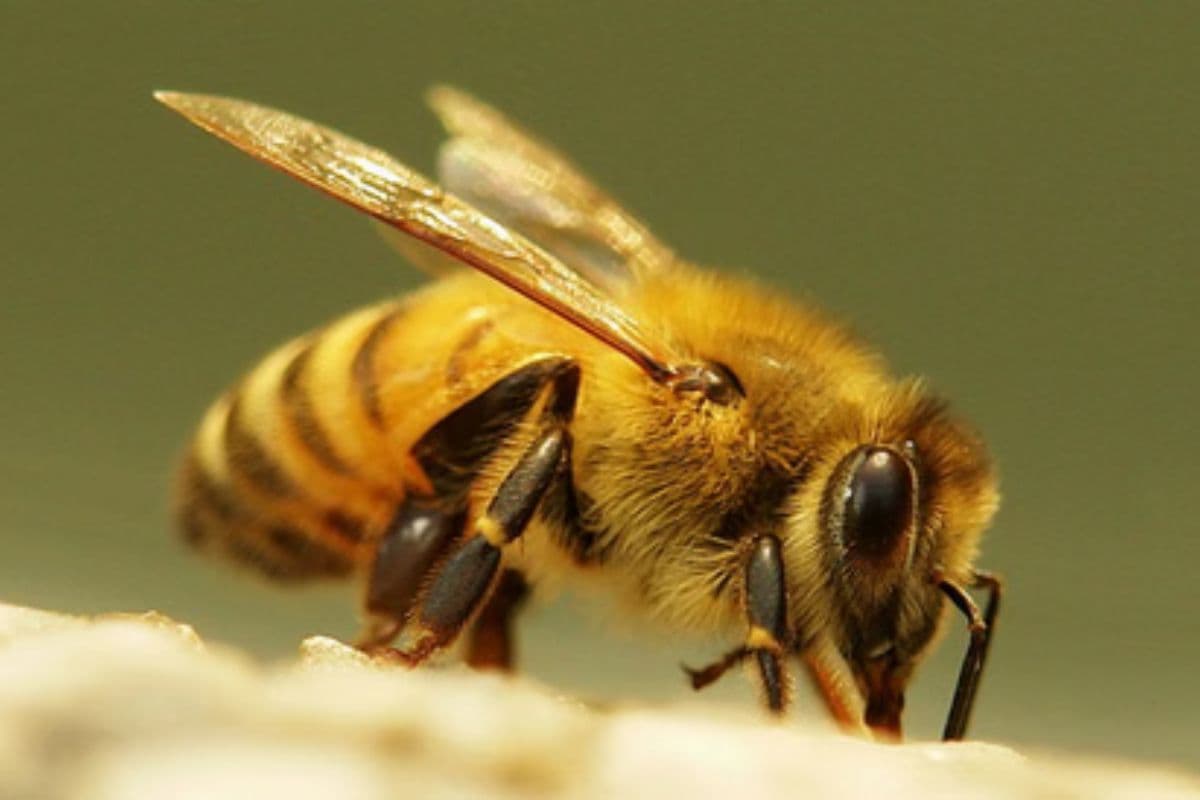 बिहार के गया में अंतिम संस्कार के दौरान भगदड़, कई घायल, जाने वजह
