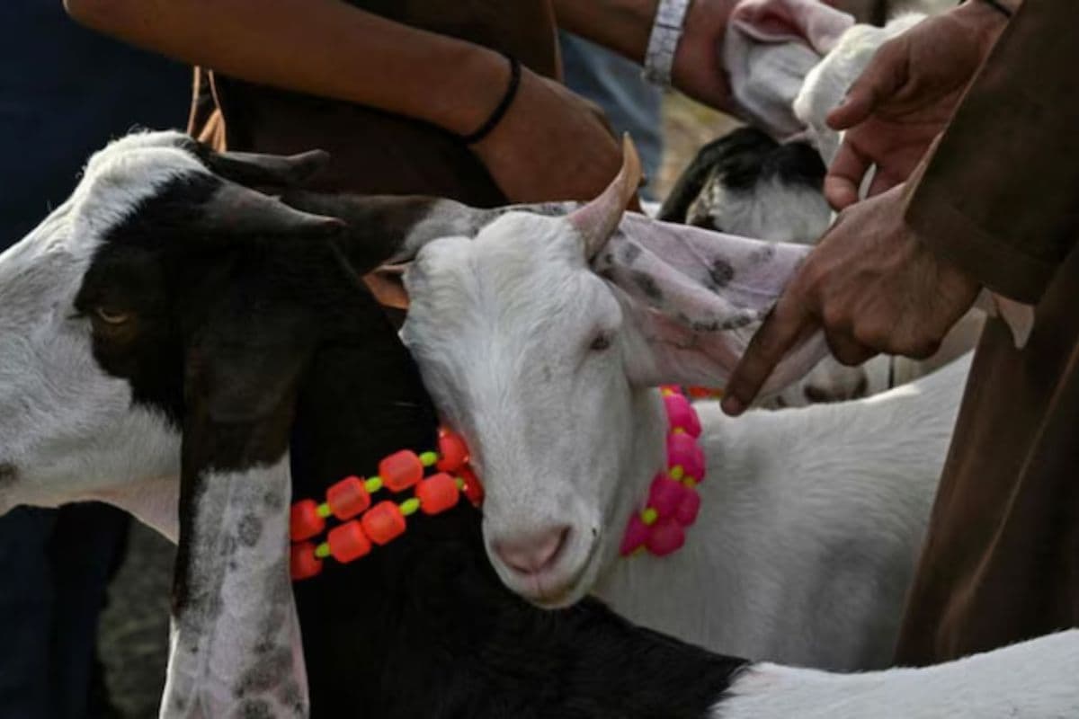 बकरीद बाजार में छाया ‘टीपू सुल्तान’, देखने उमड़ रही लोगों की भीड़