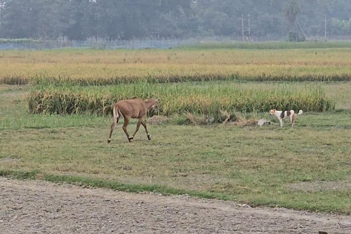 हाजीपुर में दर्दनाक हादसा: खेत में काम कर रहे किसान की करंट लगाने से मौत, फसल बचाने का तरीका बना काल