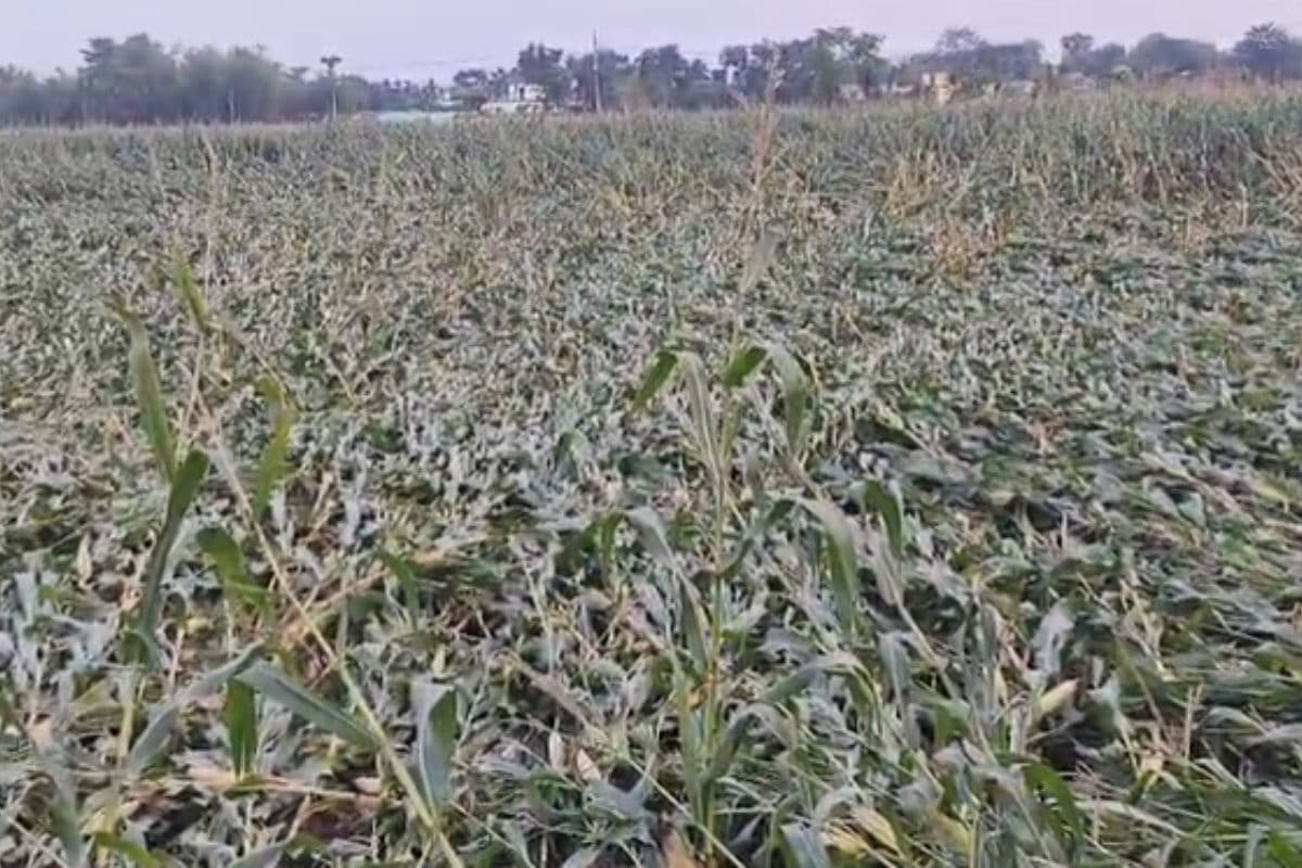 बिहार में आंधी-बारिश ने उजाड़े खेत, मक्का के साथ किसानों के सपने भी गिरे