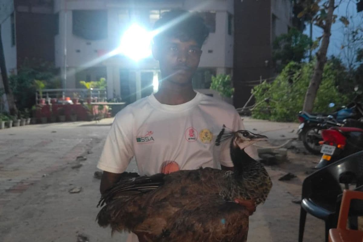 नवादा में जंगल से भटककर विनोबा नगर पहुंचा मोर, ग्रामीणों ने सुरक्षित वन विभाग को सौंपा
