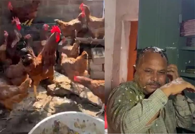 तृणमूल नेता पर सरकारी मुर्गे की चोरी का आरोप, गुस्साये लोगों ने कच्चे अंडे से नहलाया