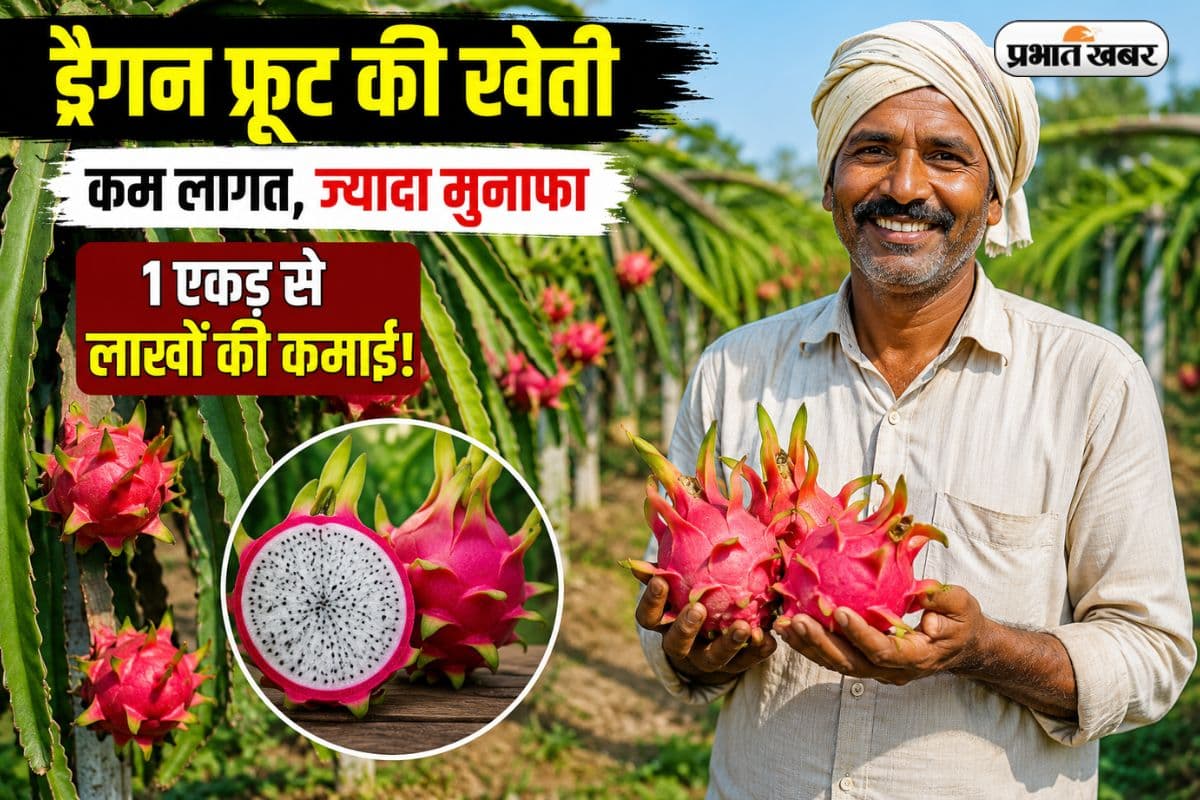 धान-गेहूं छोड़िए, ड्रैगन फ्रूट उगाइए! बिहार सरकार दे रही है ₹2.70 लाख की बंपर सब्सिडी; ऐसे करें ऑनलाइन आवेदन