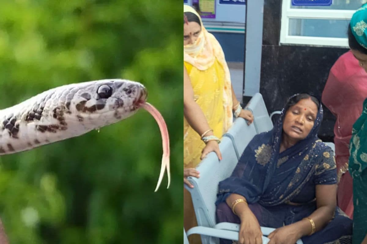 गोपालगंज: घर में सो रही किशोरी को सांप ने डसा, इलाज के दौरान हुई मौत