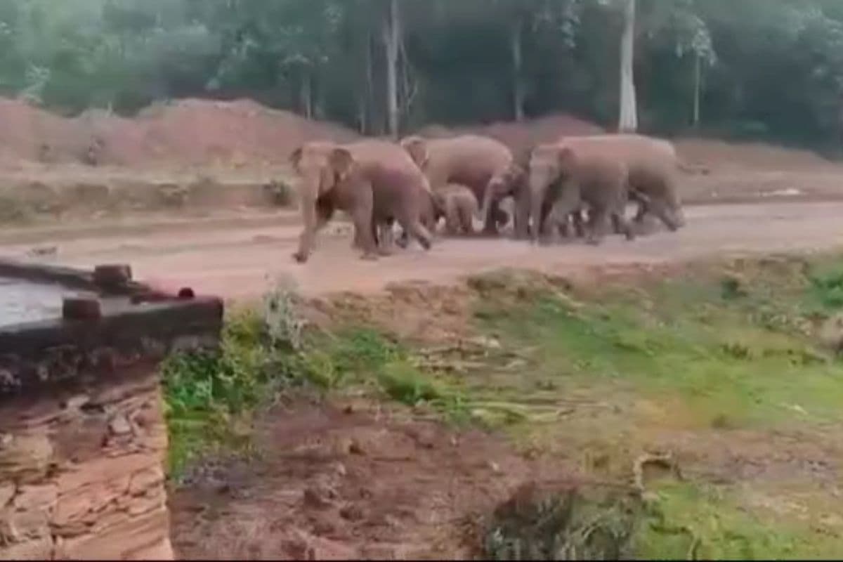 Chaibasa: दिनदहाड़े गांव में पहुंचा 10 जंगली हाथियों का झुंड, ग्रामीणों में दहशत