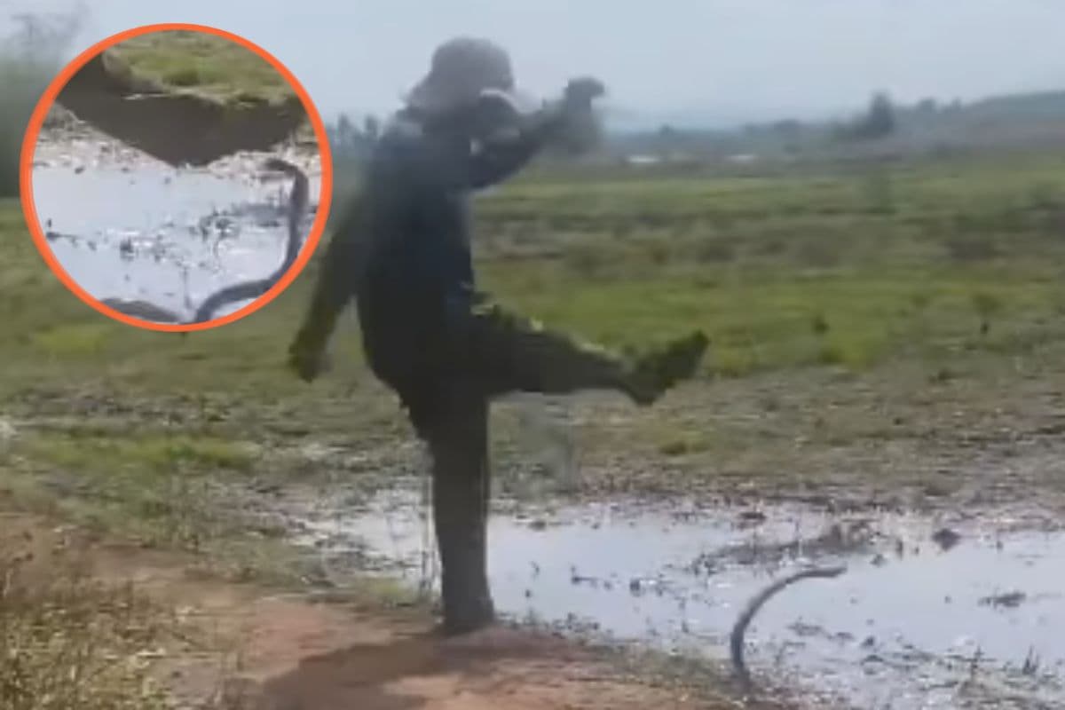 Viral Video: सांप को कोई लात से ऐसे मारता है जी! वीडियो देख आप भी कहेंगे ये बात