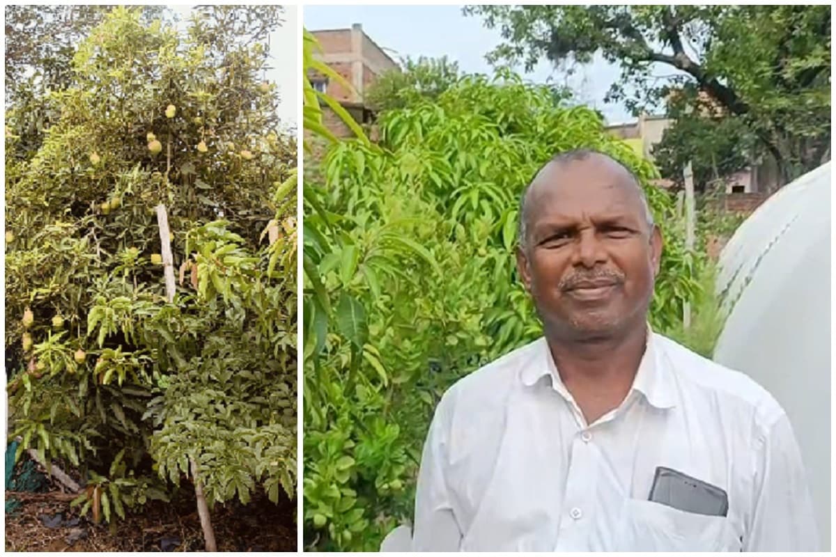 बड़कागांव में दुनिया के सबसे महंगे आम की चोरी, आम का दाम सुनकर आपके मुंह से निकलेगा – ‘आंय?’