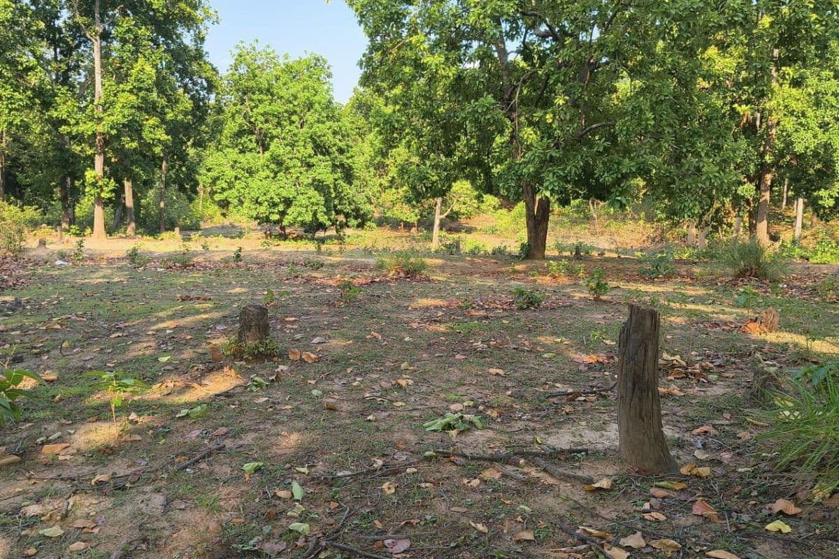 खतरे में पलामू टाइगर रिजर्व, तस्करों और मानवीय दबाव से सिमट रहा 1129 वर्ग किमी का जंगल