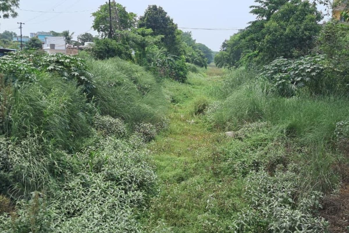 सारण में सूखी पड़ी हैं तरैया की नहरें, सरकारी नलकूप भी हैं बंद, किसानों की बढ़ी परेशानी, कैसे होगी धान की खेती?