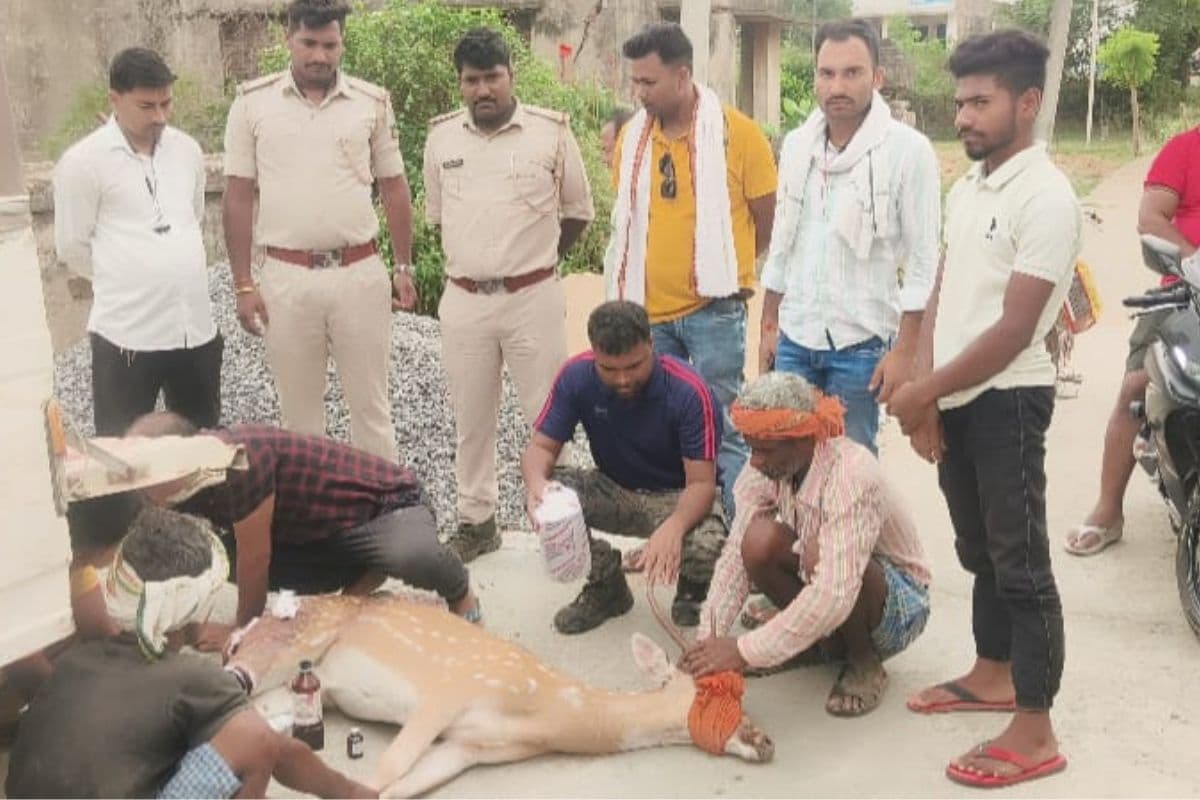 गया जी में पानी की तलाश में जंगल से गांव पहुंचा हिरण, आवारा कुत्तों ने किया हमला, इलाज के दौरान हुई मौत