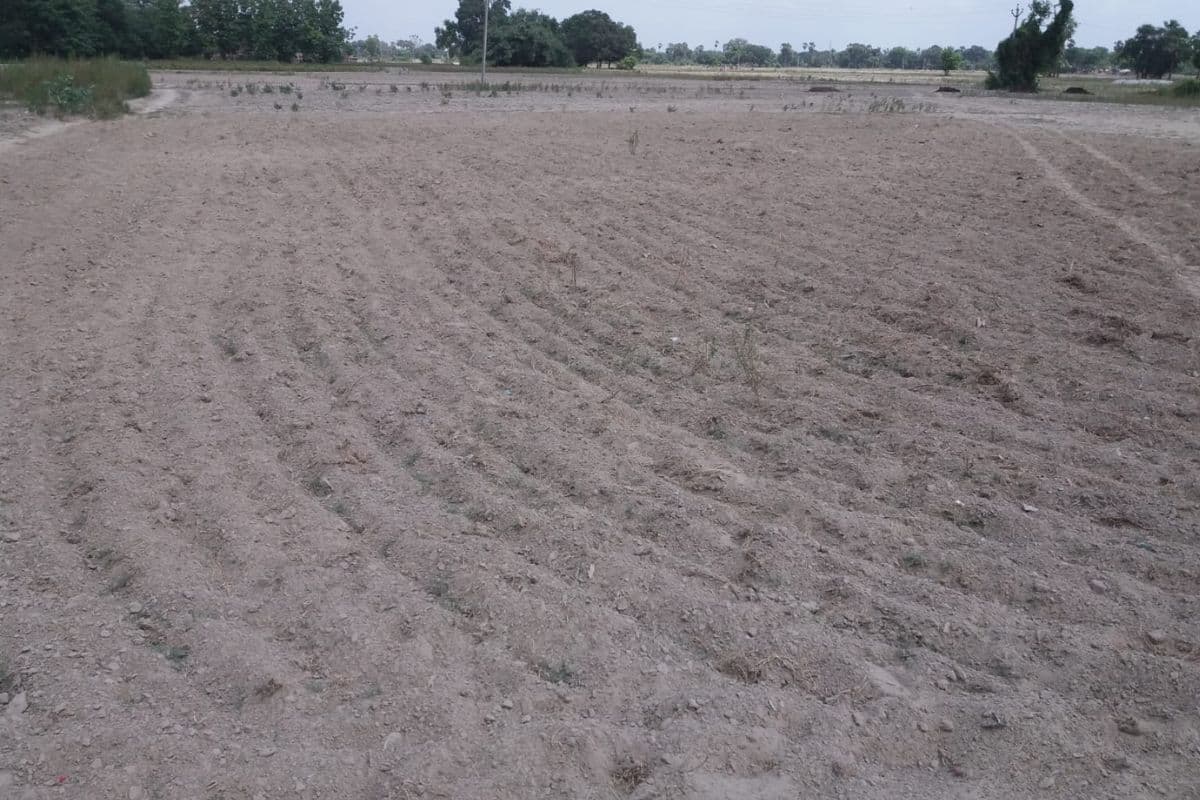 सारण में 85% किसानों ने नहीं डाला धान का बिचड़ा, कम बारिश से खेती पर संकट, मानसून का इंतजार