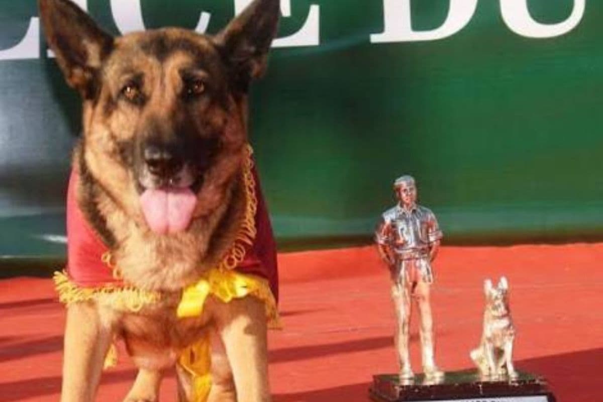 8 साल की सेवा के बाद रिटायर हुई खोजी श्वान 'क्यूटी', SSB ने गोद लेने के लिए मांगे आवेदन