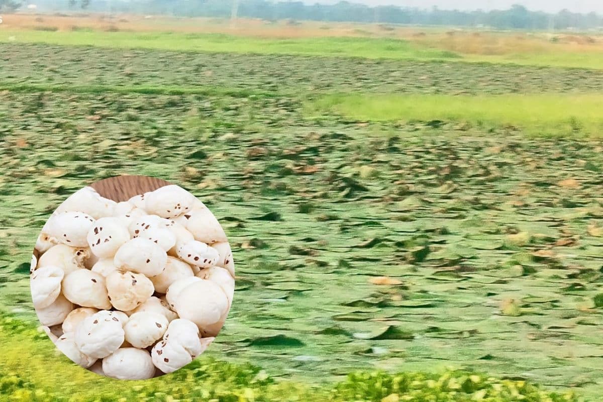 सहरसा में जलजमाव वाली जमीन से किसानों ने उगाया 'सफेद सोना', सलखुआ में मखाना क्रांति की नई कहानी