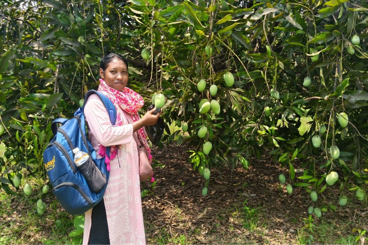 Saraikela: बिरसा हरित ग्राम योजना से बढ़ी महिलाओं की आमदनी, आम की खेती से बदली जिंदगी