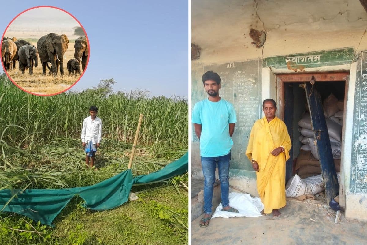 सरायकेला-खरसावां में हाथियों का आतंक : दुकान तोड़कर चावल कर गया चट, खेतों में मचाई तबाही 