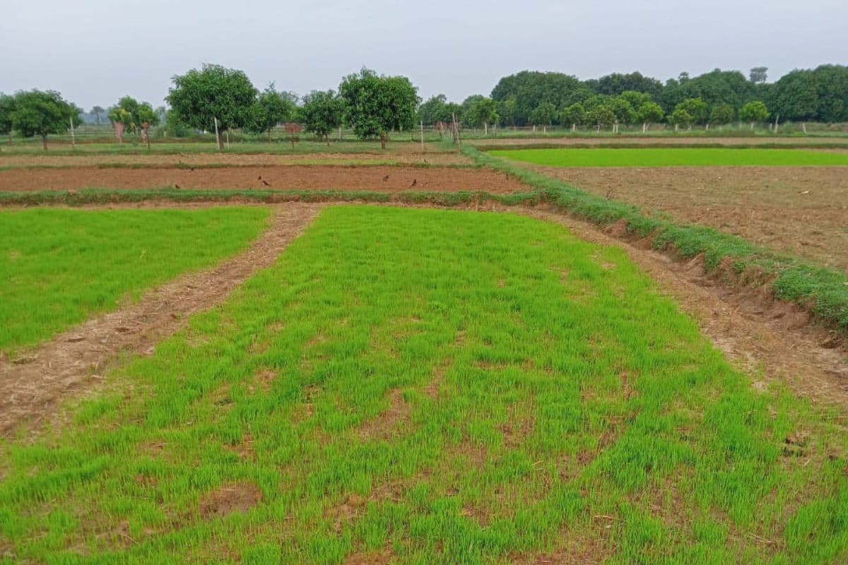 आर्द्रा नक्षत्र में सूर्य का गोचर: किसानों के लिए 'अमृत' बनेगी बारिश, धान की बुआई को कृषि विभाग ने जारी की सलाह
