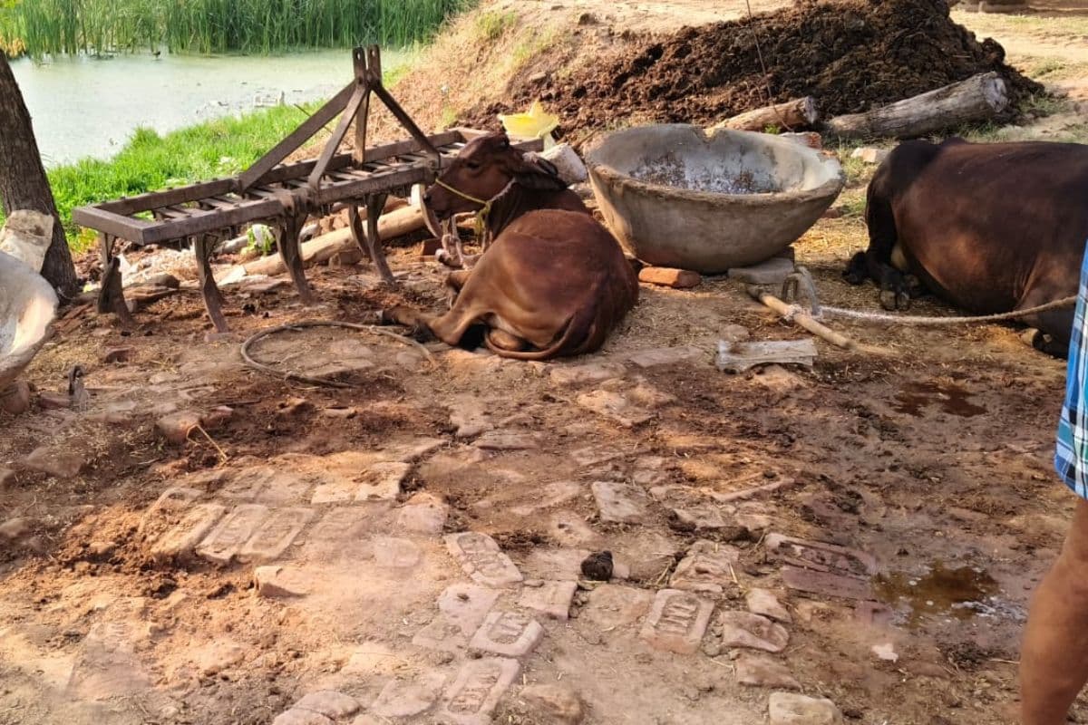कैमूर में चोरों का आतंक, घर के सामने बंधी तीन भैंसें चोरी, ग्रामीणों में दहशत