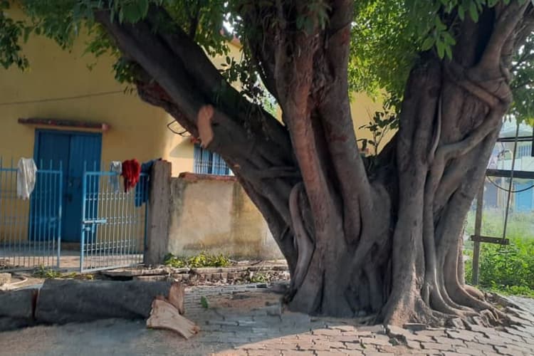 राजापाकर में काली स्थान से असामाजिक तत्वों ने बरगद का पेड़ काटा, ग्रामीणों में आक्रोश