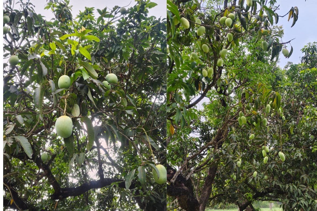 आम की मिठास हुई महंगी, मौसम ने किसानों की कमाई पर फेरा पानी