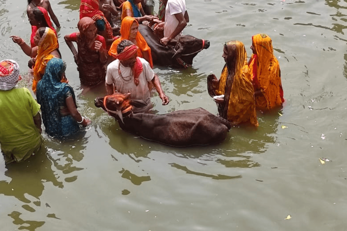 राजगीर मलमास मेले में मोक्ष की कामना के लिए 'गाय की पूंछ' पकड़कर वैतरणी नदी पार कर रहे लाखों श्रद्धालु, देखें तस्वीरें!