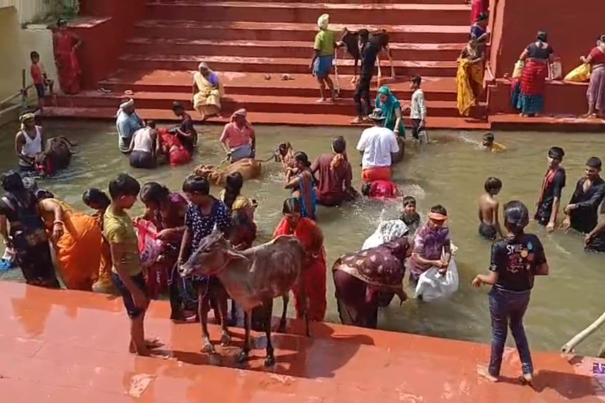मोक्ष की कामना लेकर वैतरणी पहुंचे श्रद्धालु, गाय की पूंछ पकड़ किया अनुष्ठान