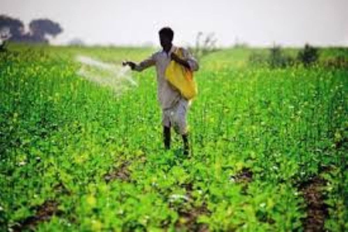 सासाराम: अंधाधुंध उर्वरक उपयोग से बिगड़ रही मिट्टी की सेहत, उत्पादन पर पड़ रहा असर